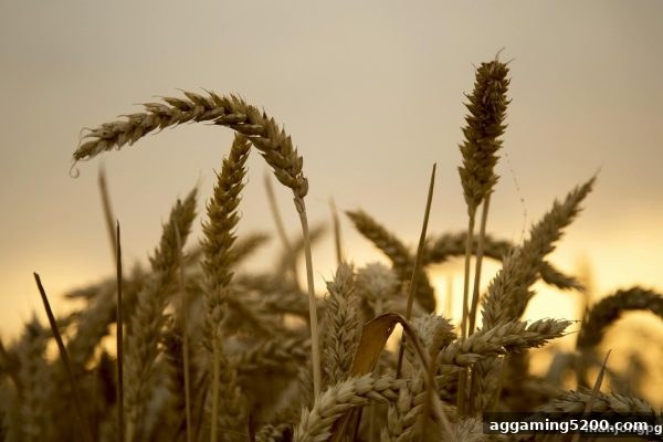 麻将胡了pg玩家必看：JDB捕鱼游戏VIP升级全攻略与社群玩法